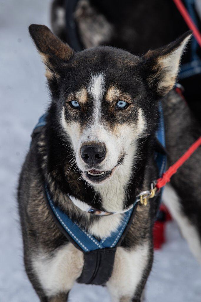 Husky hund